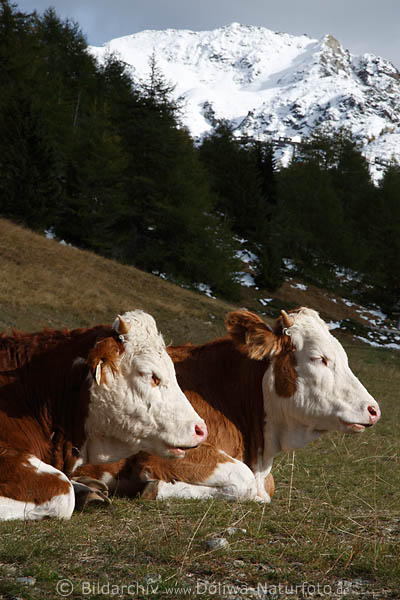 Cow-duet under mouth with snow