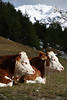Cow-duet mouth animal-portrait pair before mountain in the snow photography on Meadow chews lying
