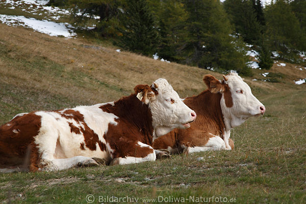 Rinder kauende weibliche Khe Doppelportrt rotwei auf Wiese