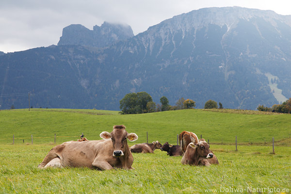 Kuhfoto Kühebild Alpweide Milchvieh in Bergkulisse Erholung auf Grünweide