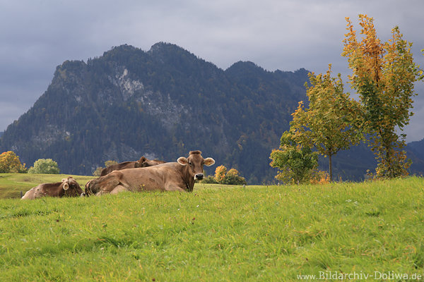 Kuhalm Milchvieh Foto Kühe in Bergkulisse saftige Grünweide Naturidylle