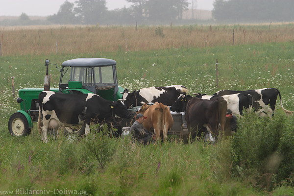 Kuhmelken per Hand auf Weide Rindvieh Foto 55829 Kühe gemolken durch Bauer um Traktor