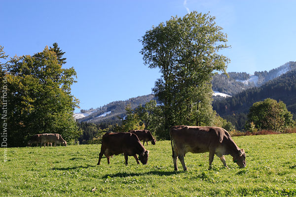 Kuhwiese Milchvieh in Sonnenschein grasende Kühe saftige Grünweide