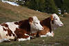 005372_Rinder Paar rotweiße Kühe Photos liegend auf Wiese, weibliche Milchkuh Köpfe Doppelporträt