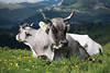 1101637_Kuh Rind mit Hörner Tierporträt Paar Doppelkopf Illusion weißgraue Kühe Foto auf Bergwiese liegen