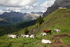 Weissrinder Kuhfoto Vieh mit Hörnern Almkühe auf Hochplateau in Alpenpanorama