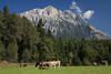 Bergvieh Kühe unter Gipfel grasen in Bergpanorama Alpweide Grünwiese
