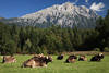 Berg-Kühe Alpenwiese Vieh Rinder Kuhherde Foto Erholung unter Gipfel