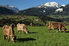 812935_ Rind Hornträger Kühe Foto auf Wiese in Bergen weiden, Kuh braune Zuchtrasse Bild beim grasen