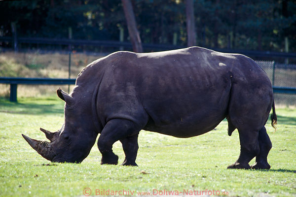 Nashorn Breitmaulnashorn Ceratotherium simum