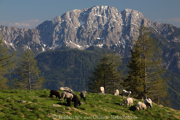 Schafherde in Gebirge Felspanorama