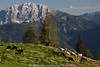 1202041_Schafe im Gebirge Hochalmweide Bild grasen auf Bergwiese unter Gipfel Felsen Naturfoto ber Schlucht