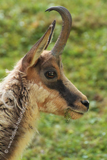 Gmsen Gams Profil Kopf Hrner Gamswild Auge brau