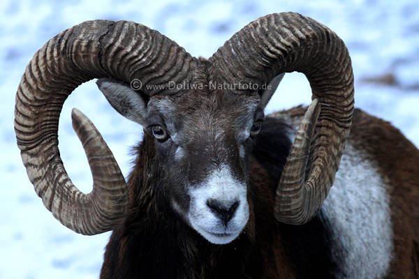 Schnecken-Hrner des Mufflons