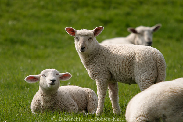 Schaflmmchen niedliche Schfchen