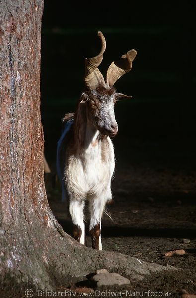 Hornwunder Ziege Capra Ziegenbock mit Geweih am Baum