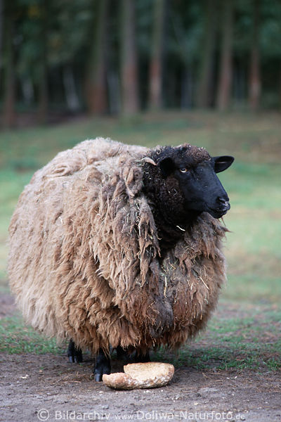 Heidschnucke Schaf in dicker Wolle