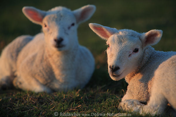 Lmmer zwei Schfchen Jungtiere ssse Schnauzen Portrt liegend in Abendlicht