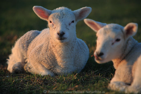 Lmmer Schfchen niedliche Schflein Portrt in Abendlicht