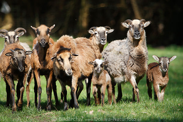 Schafssippe braune Sippschaft Kamerunschafe Schaffamilie Widder Schafskinder