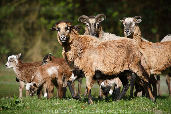 Schafensippe braune Kamerunschafe auf Weide Widder mit Schafskinder