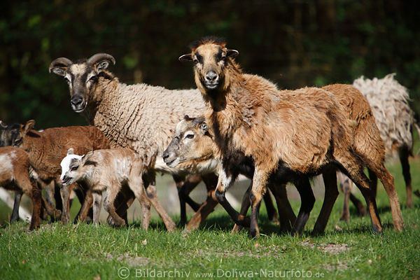 Kamerunschafe braune Sippe Schafsfamilie mit Schflein in Marsch