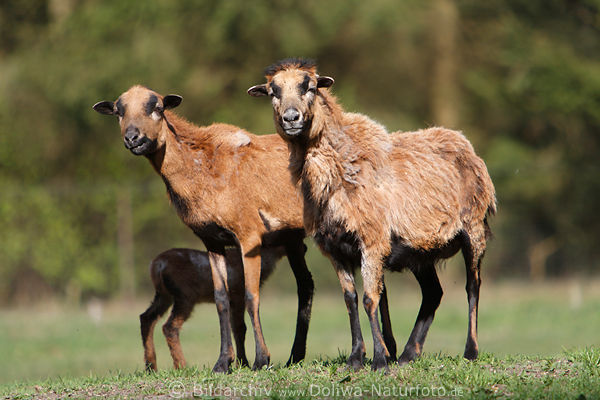 Kamerunschafe Paar braune Schafsfamilie mit Baby-Schflein