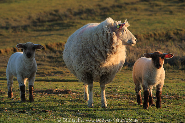 Lamb of sheeps family picture wool-animals photo in evening-sun