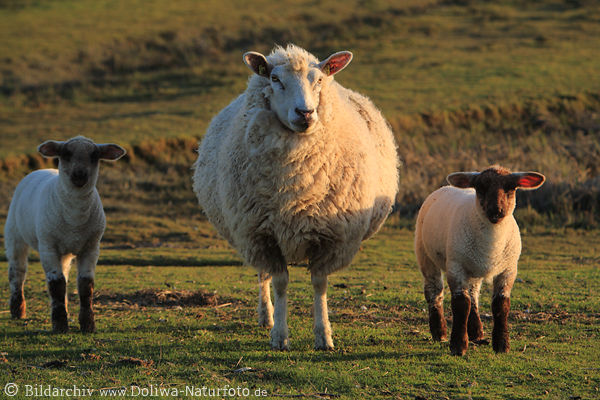 Schafsmutter mit Lmmer zwei Schfchen um sich stehen
