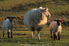 Schafsmutter mit Schfchen Paar Lmmer Foto Schafsfamilie Trio Bild in Abendlicht auf Weide