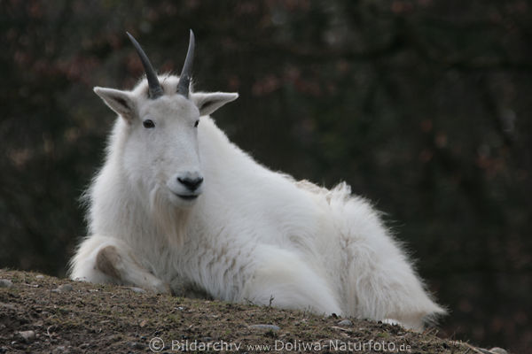 Schneeziege in zottiges Weissfell Horntrger