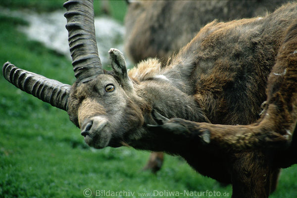 Steinbock kratzt sein Bart Wildziege mit gewundenen Hrnern