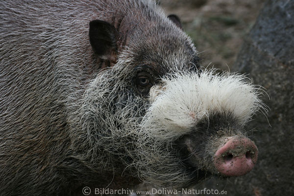 Bartschwein Schnauze mit Weisser Bartwuschel