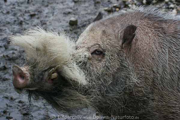 Bartschwein Schnauze mit Weissbartwuschel