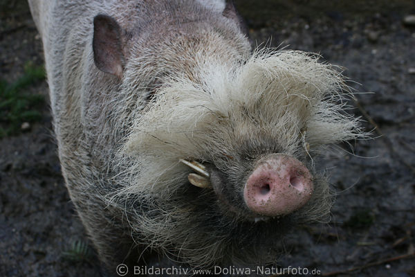Schweinschnauze mit Bart ohne Augen