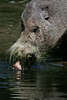 Bartschwein Sus barbatus, Schwein Schnauze im Wasser beim Trinken in Nahbild Tierfoto