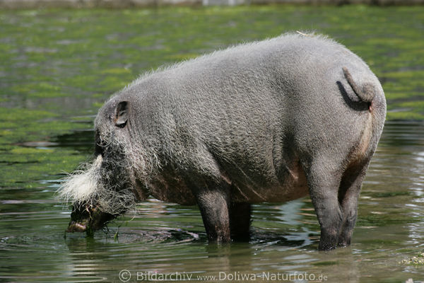 Bartschwein Sus barbatus in Wasser stehend trinkt