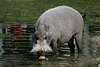 Bartschwein Wasser trinken stehend