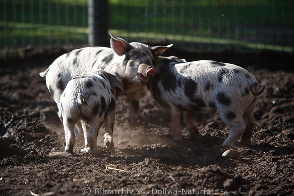 Bentheimer Schweine verspielte Ferkel befleckte Tierkinder tobend zu dritt