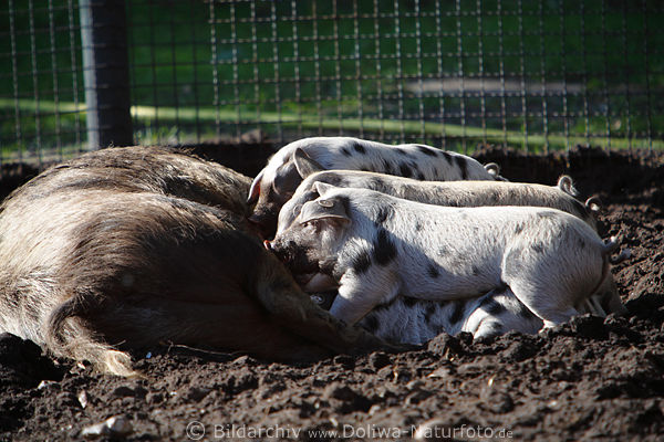 Bentheimer Schweinesau Bache sugt Ferkeln Jungtiere