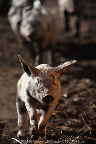Frischling rennend Ferkel lustig in Lauf Schweinchen mit Abstehohren