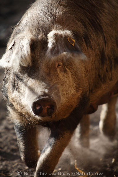 Bentheimer Schwein rennende Sau frontal Laufportrait