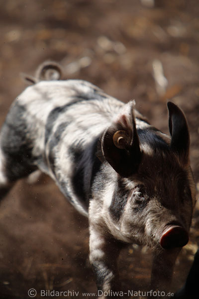 Schweinferkel rennender Frischling befleckte Bentheimer Rasse Borstentier