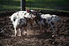1100380_ Schweine verspielte Ferkel Foto: Buntes Bentheimer Schwein befleckte Tierkinder tobend zu dritt