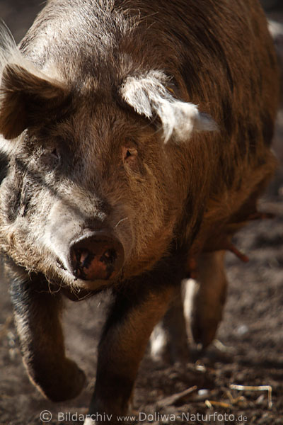 Bentheimer Schwein Bache Sau