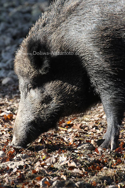 Wildschwein Borstentier Schnauze whlen im Erdboden Bache schnffelt Fressbares
