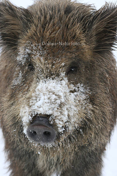 Wildschwein Keiler Bache Schnauze Augen Borstentier