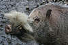 Bartschwein Schnauze mit Bart in Foto, Bearded pig picture, wilde Schweineart aus Dschungel Sumatra