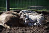 1100359_ Schweinesau Foto mit Ferkel Bache bei Sugen von Jungtieren, Bentheimer Schweine mit Flecken