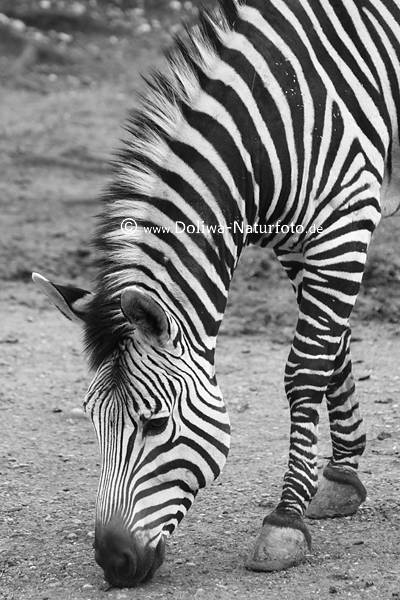 Bergzebra gestreiftes Huftier schwarzwei Portrt